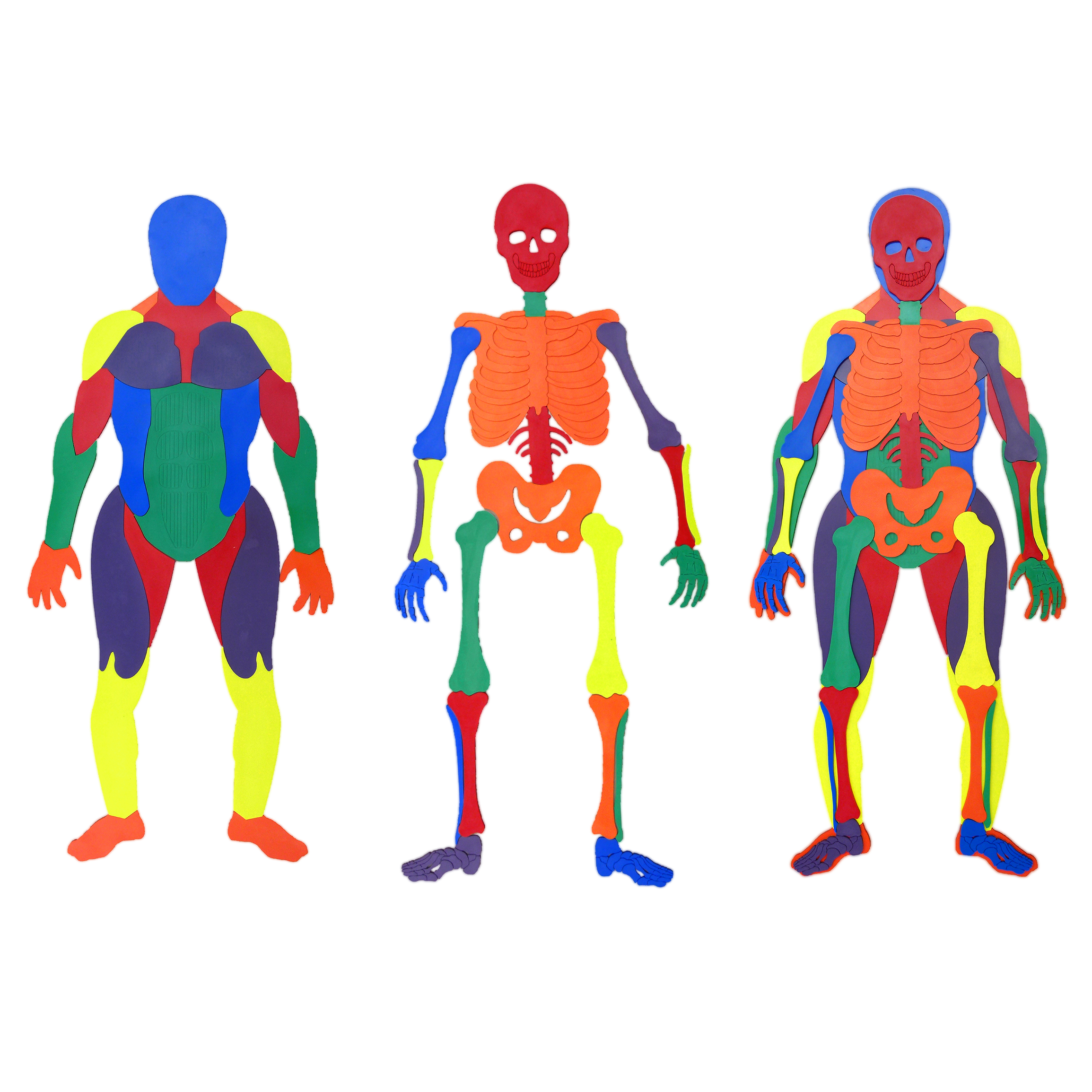 Poly Muscle Man Bones Activity Set